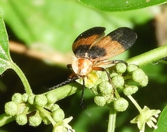 Lycus sallaei