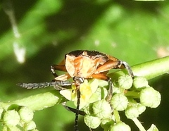 Lycus sallaei