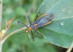 Repipta fuscipes