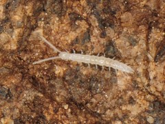 Scutigerellidae