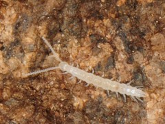 Scutigerellidae