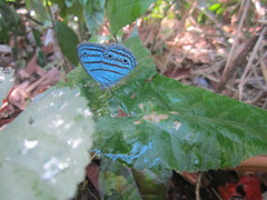 Caeruleuptychia caerulea