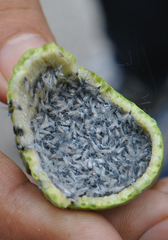 Baizongia pistaciae