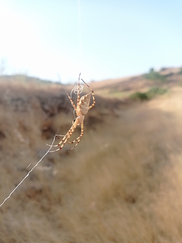 Lobed Argiope