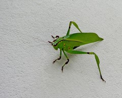 Cnemidophyllum lineatum