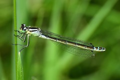 Coenagrion lunulatum