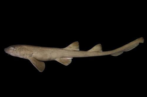 Grey bambooshark (Chiloscyllium griseum) — Hemiscylliidae