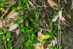 Peperomia urvilleana