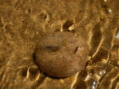 Spatangoida