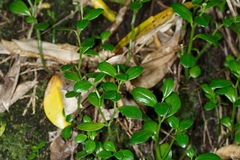Peperomia urvilleana