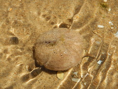 Spatangoida