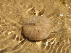Spatangoida