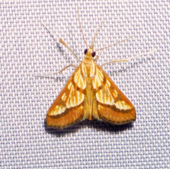 Tegostoma millotalis