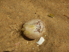 Spatangoida