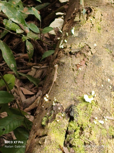 Brown-eared Anole, Anolis fuscoauratus