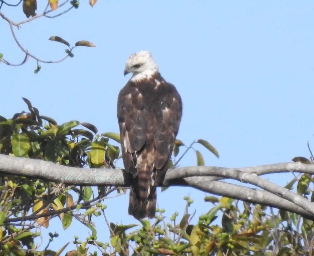 Flores Hawk-Eagle photo