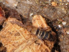 Orchesella hexfasciata