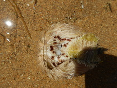 Spatangoida
