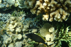 Cantherhines pardalis