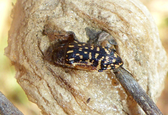 Acmaeodera atomosparsa
