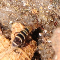 Orchesella hexfasciata