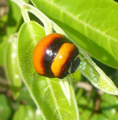 Libyaspis coccinelloides