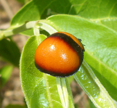 Libyaspis coccinelloides