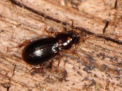 Acupalpus hydropicus