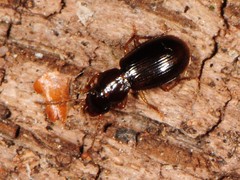 Acupalpus hydropicus