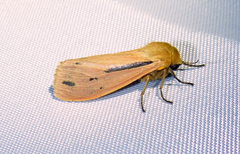 Creatonotos perineti