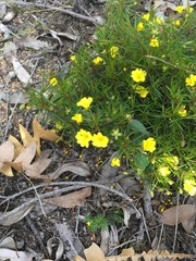 Hibbertia acerosa