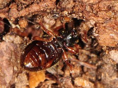 Barypeithes pellucidus