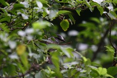 Pericrocotus cantonensis