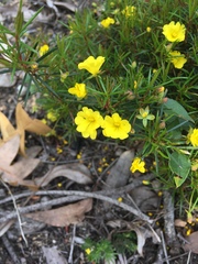 Hibbertia acerosa