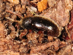 Barypeithes pellucidus