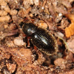 Barypeithes pellucidus