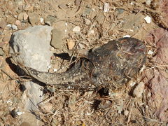 Halobatrachus didactylus