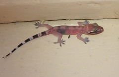 Hemidactylus depressus