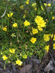 Hibbertia acerosa