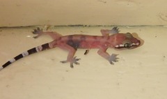 Hemidactylus depressus