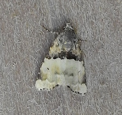 Cobubatha dividua