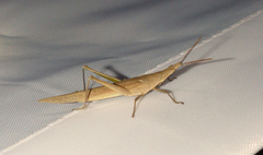 Atractomorpha acutipennis