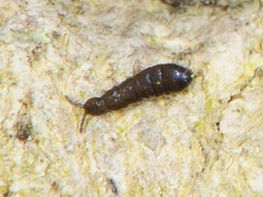 Anurophorus