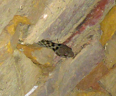 Madagascarophis ocellatus