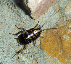 Neostylopyga rhombifolia
