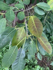 Ficus luschnathiana