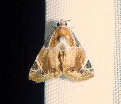 Eublemma costimacula