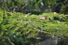 Calliandra pittieri
