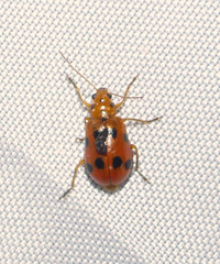 Leptaulaca undecimpunctata