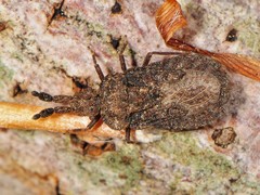 Aradus robustus